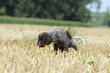 jeune braque allemand faisant ses besoins