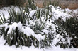 Photo: Southern Plants under Snow Southern Plants under Snow