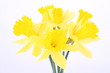 Bunch of daffodils on white background Bunch of daffodils on white background