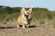 welsh corgi pembroke content