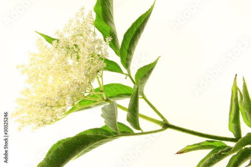 Foto: Holunderblüte Holunderblüte
