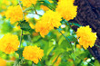spring bush with yellow flowers