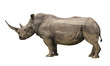 rhino