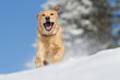 Foto: Golden Retriever im Schnee Golden Retriever im Schnee