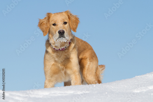 Foto: Golden Retriever im Schnee Golden Retriever im Schnee