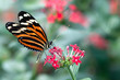 Foto: heliconius xanthocles longwing butterfly heliconius xanthocles longwing butterfly