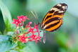 Foto: heliconius xanthocles longwing butterfly heliconius xanthocles longwing butterfly