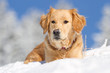 Foto: Golden Retriever im Schnee Golden Retriever im Schnee