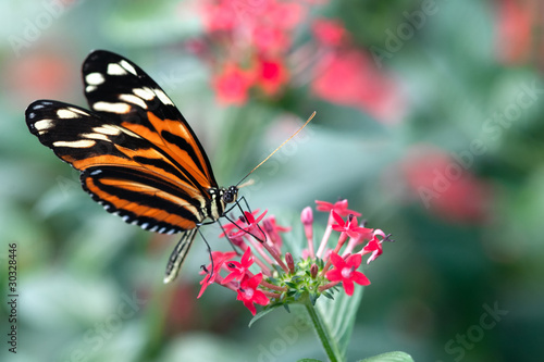 Photo: heliconius xanthocles longwing butterfly heliconius xanthocles longwing butterfly