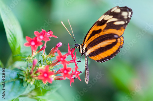 Photo: heliconius xanthocles longwing butterfly heliconius xanthocles longwing butterfly
