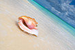 Beige shell on white sand beach near blue ocean Beige shell on white sand beach near blue ocean