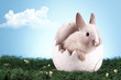 Photo: Easter Rabbit Easter Rabbit