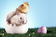 Photo: Animal and easter concept! Animal and easter concept!