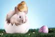Easter rabbit and chicken!