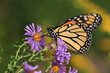 Monarch Butterfly On Alpine Aster