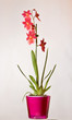 Red wild orchids in pots