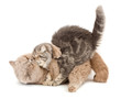 Cats kissing