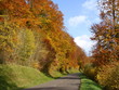 route en automne