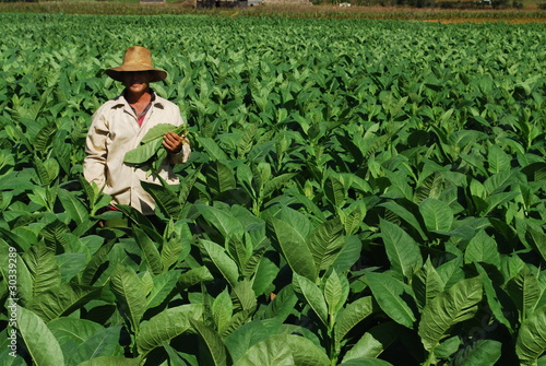 Photo : Cueilleur de tabac, Cuba Cueilleur de tabac, Cuba