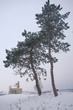 arbres enneigés