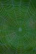 Closeup of a dew-covered spider web