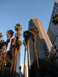 Photo: Looking up at Downtown LA Buildings and Palm trees at dusk Looking up at Downtown LA Buildings and Palm trees at dusk