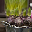 hyacinth flowerbulbs ready for planting in the flowerbed. hyacinth flowerbulbs ready for planting in the flowerbed.