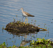 greater yellow legs
