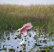 spoonbill in marsh