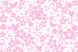 桜　ポストカード