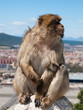 Gibraltar Monkey on the Fence