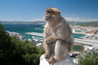 Gibraltar Monkey on the Fence Gibraltar Monkey on the Fence