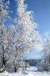Sunny, winter day