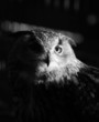 Eagle owl