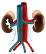 Kidneys with Vessels teaching model