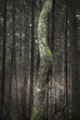 Tree trunk