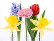 Spring flowers: daffodils, tulip, hyacinth, gerbera Spring flowers: daffodils, tulip, hyacinth, gerbera