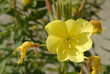 Onagre; Oenothera biennis Onagre; Oenothera biennis