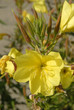 Onagre; Oenothera biennis Onagre; Oenothera biennis