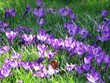 First spring flowers First spring flowers
