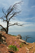 Two dry tries on mountain hill, Crimea, Aya cape