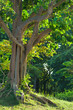 Tree in the park