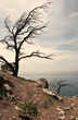 Two dry tries on mountain hill, Crimea, Aya cape