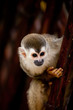 Squirrel monkey