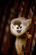 Squirrel monkey with mouth open