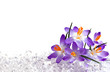 Crocus flowers in ice Crocus flowers in ice
