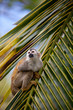 Squirrel monkey