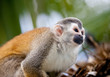 Squirrel monkey