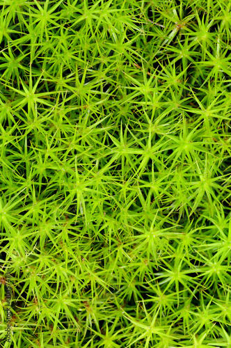 Photo: Princess pine or ground moss Princess pine or ground moss