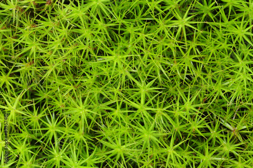 Photo: Close-up of princess pine groundcover Close-up of princess pine groundcover